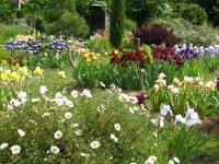 /album/galerie-de-photos-floraisons/jardin-2014-454-comp-jpg/